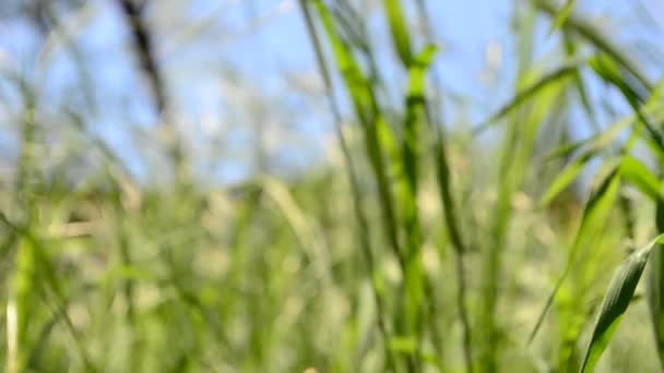 Gras Het Veld Schieten Van Een Veld Landbouw — Stockvideo