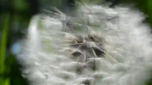 Одуванчики Среди Травы Одуванчики Весной — стоковое видео