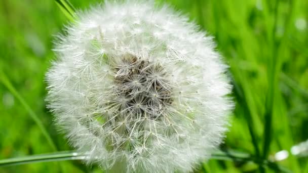 Dientes León Entre Una Hierba Dientes León Primavera — Vídeos de Stock