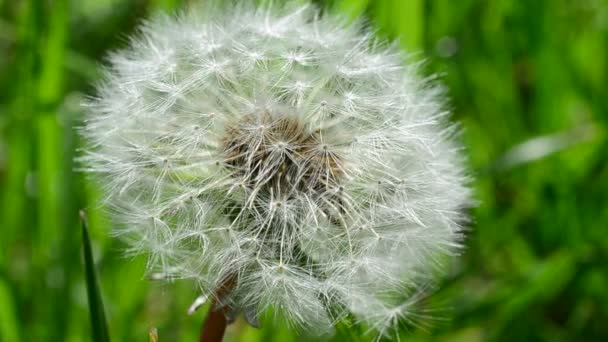 Dandelion Spring Dandelion Seeds — Stock Video