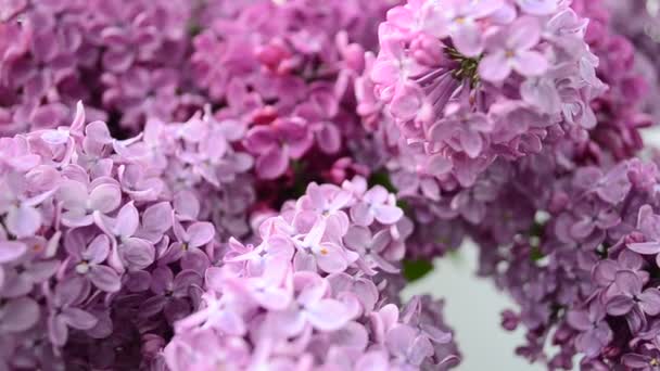 Spring Lilac Bouquet Vase Shooting Afternoon — Stock Video