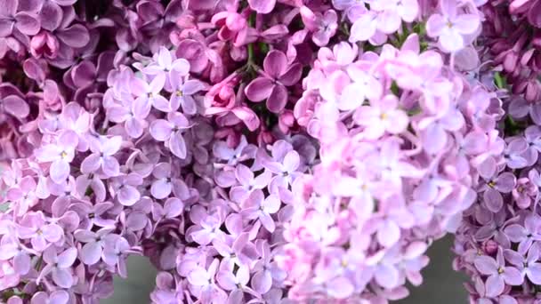 Lilac Musim Semi Karangan Bunga Vas Shooting Sore Hari — Stok Video