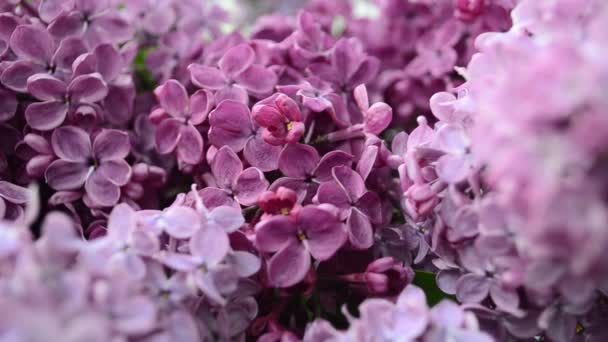 Schieten Namiddag Lente Lila Boeket Een Vaas — Stockvideo