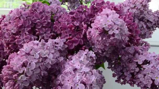Lilac Bouquet Lilac Bouquet Spring — Stock Video