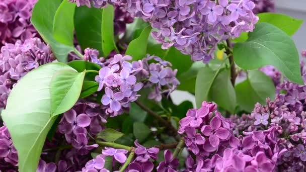 Lilac Bouquet Spring Lilac Bouquet — Stock Video