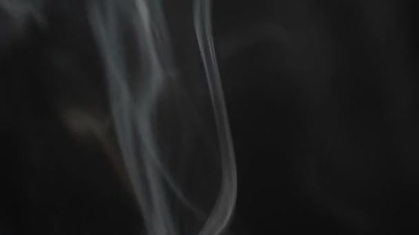 Γαριδάκια Μαύρο Φόντο Γκρι Όμορφο Καπνό — Αρχείο Βίντεο
