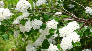 İlkbaharda çalı. Spirea Alp Bahar Çiçeği - Beyaz çiçek açan çalı