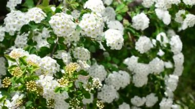 Spirea Alp bahar çiçeği - beyaz çiçekli çalı. İlkbaharda Bush