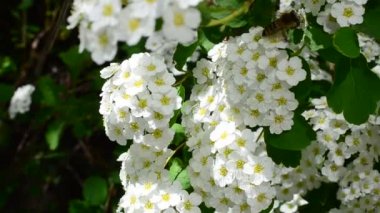 İlkbaharda çalı. Spirea Alp Bahar Çiçeği - Beyaz çiçek açan çalı