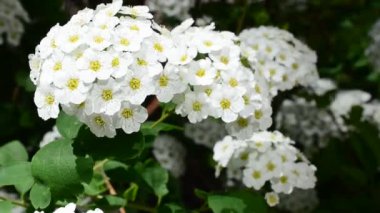 Spirea Alp bahar çiçeği - beyaz çiçekli çalı. İlkbaharda Bush