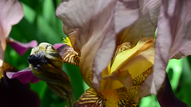 Kwiat Tęczówki Kwiaty Wiosenne Zdjęcia Makro — Wideo stockowe