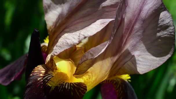 Spring Flowers Shooting Macro Iris Flower — Stock Video