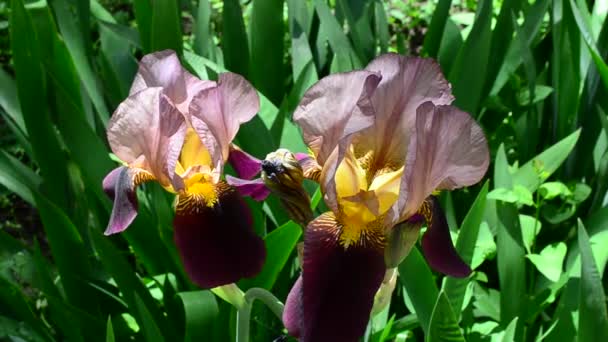 Flores Primavera Rodaje Macro Flor Iris — Vídeos de Stock
