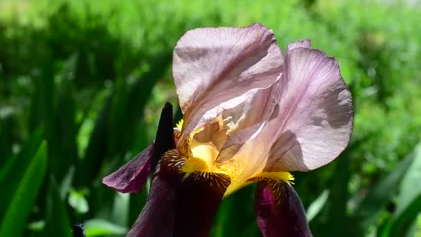 Iris Flower Spring Flowers Shooting Macro — Stock Video