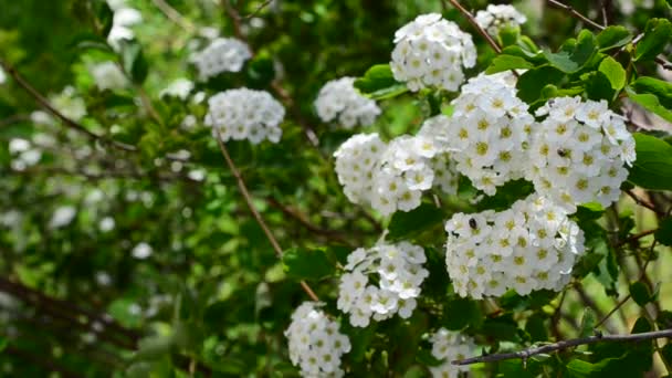 Bush Primavera Spirea Flor Primavera Alpina Arbusto Floração Branco — Vídeo de Stock