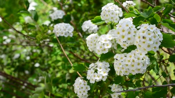 Spirea Alpin Vårblomma Vit Blommande Buske Bush Våren — Stockvideo