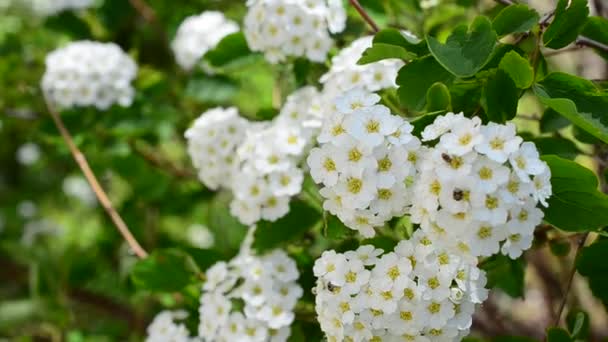 Flor Primavera Alpina Spirea Arbusto Floración Blanca Bush Primavera — Vídeo de stock
