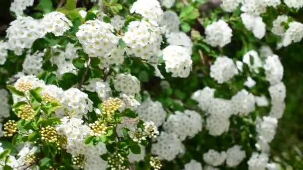 Spirea Alpin Vårblomma Vit Blommande Buske Bush Våren — Stockvideo