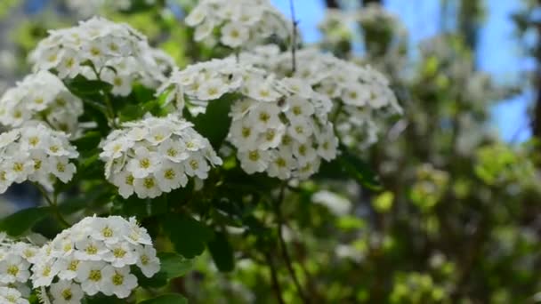 Bush Primavera Spirea Flor Primavera Alpina Arbusto Floração Branco — Vídeo de Stock