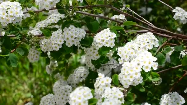 Spirea Alpin Vårblomma Vit Blommande Buske Bush Våren — Stockvideo