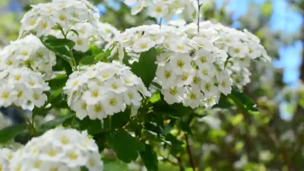 Bush Primavera Spirea Flor Primavera Alpina Arbusto Floração Branco — Vídeo de Stock