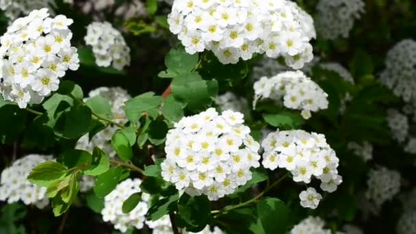 Spirea Alpský Jarní Květ Bílý Kvetoucí Keř Bush Jaře — Stock video