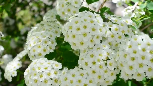 Bush Frühjahr Spirea Alpine Frühlingsblume Weißer Blühender Strauch — Stockvideo
