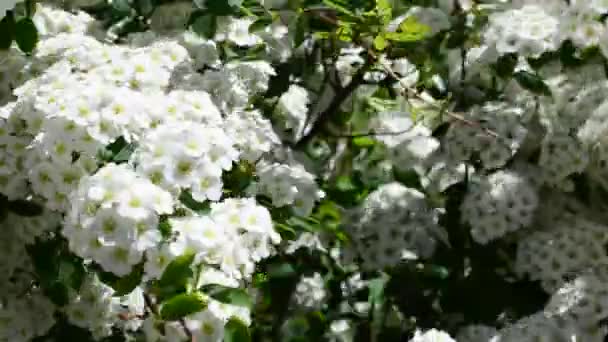 Spirea fleur de printemps alpin arbuste à fleurs blanches. Bush au printemps 