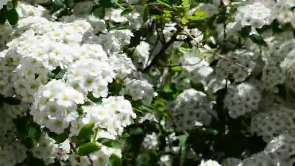 Spirea Alp Bahar Çiçeği Beyaz Çiçekli Çalı Lkbaharda Bush — Stok video