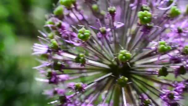 Flores Lilás Primavera Tiro Uma Cama — Vídeo de Stock