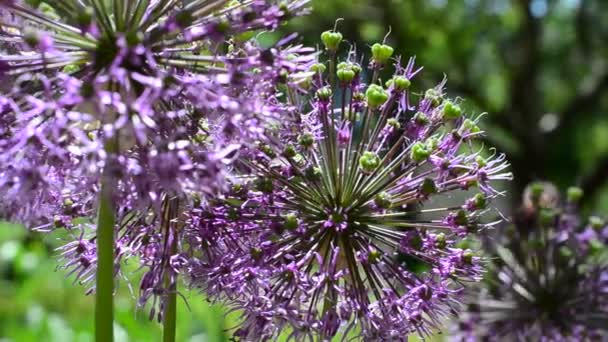 Meadow Flowers Spring Wind Flowers — Stock Video