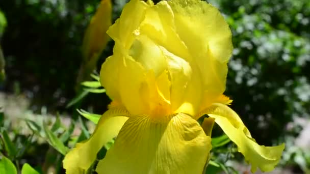 Iris Blomma Gula Vårblommor — Stockvideo