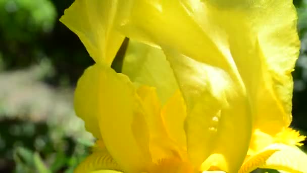 Yellow Spring Flowers Iris Flower — Stock Video