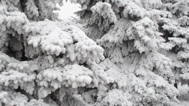 Έλατο Χειμώνα Έχει Πολύ Χιόνι Χειμώνας Χιονιού — Αρχείο Βίντεο