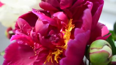 Kocaman tomurcuklar. Bahar şakayıkları