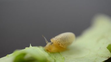 Küçük bahçe salyangozu. Marul yaprakları ve salyangoz.