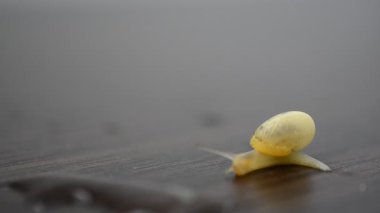 İş hayatında yavaş ilerleyin. Salyangoz ve iş