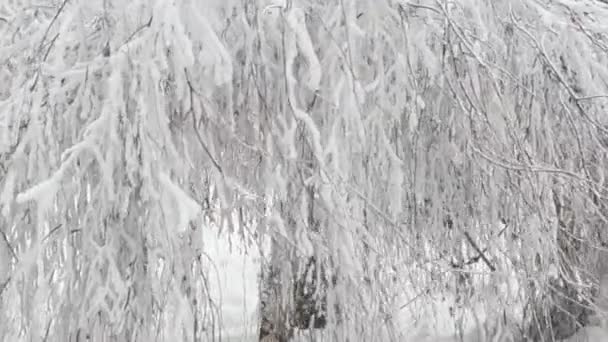 Sauce Invierno Nieve Rodaje Naturaleza Por Tarde — Vídeos de Stock