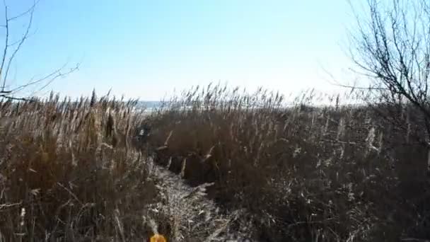 Weg Tussen Stokken Weg Tussen Bomen — Stockvideo