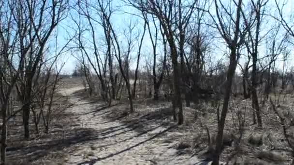 Ağaçların Arasındaki Yol Çubukların Arasındaki Yol — Stok video