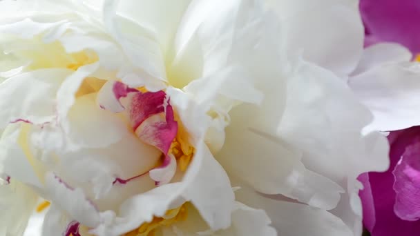 明るくカラフルな花 牡丹の大きな花弁 — ストック動画