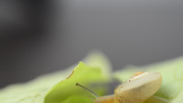 生菜叶和蜗牛 蜗牛在莴苣叶上爬行 — 图库视频影像