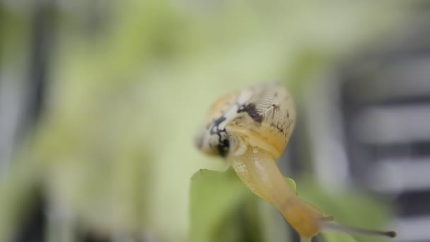 蜗牛爬行 钉和塑料容器 — 图库视频影像