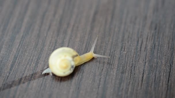 Zakelijke Bijeenkomst Een Slak Kruipt Een Tafel Langzame Vooruitgang Het — Stockvideo