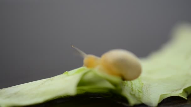 Φύλλα Μαρουλιού Και Σαλιγκάρι Μικρό Σαλιγκάρι Κήπου — Αρχείο Βίντεο
