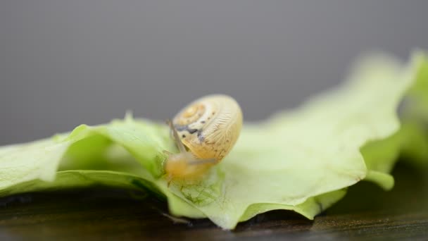 Pequeño Caracol Jardín Hojas Lechuga Caracol — Vídeos de Stock