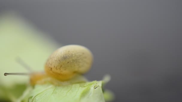 小花园蜗牛 莴苣叶子和蜗牛 — 图库视频影像