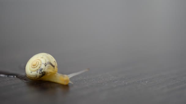 Business meeting, a snail creeps on a table. Business and snail