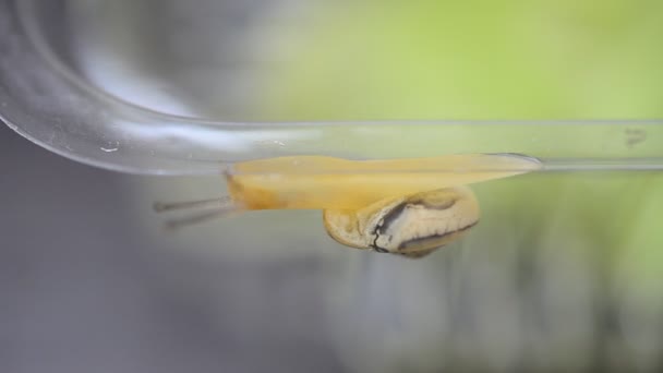 Escargot Glisse Escargot Récipient Plastique — Video