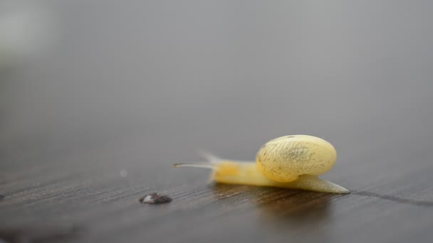 Réunion Affaires Escargot Glisse Sur Une Table Affaires Escargot — Video